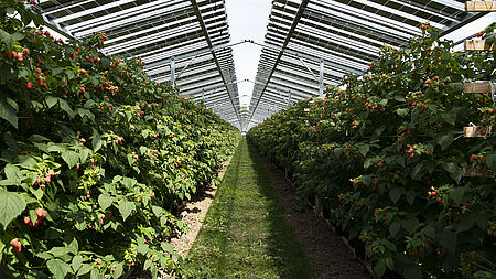 Illustrative depiction of an agrivoltaics facility 